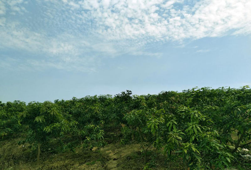 愛普豐澤晟華：為農服務，我們是快樂的